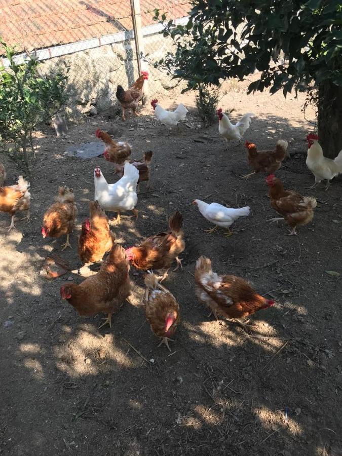 Quinta De Varzielas - Agroturismo Castelo de Paiva Exteriér fotografie